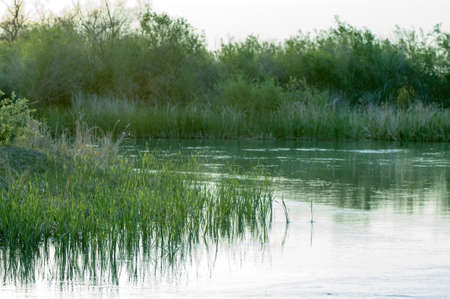 Steppe river reeds summer. views in the view of the river. small blue river by a sunny dayの写真素材
