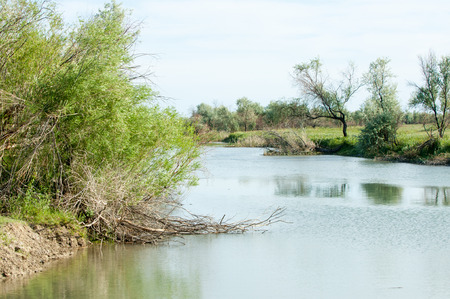Steppe river reeds summer. views in the view of the river. small blue river by a sunny dayの写真素材