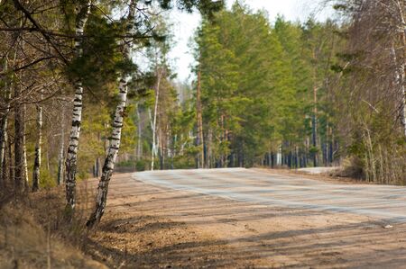 Country road in early spring in the spruce forest. provincial highway. public road or other public road on landの写真素材