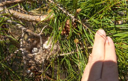Bird eggs in a nest.の写真素材