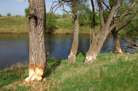Spring River,, tree grows in the spring sunshine.の写真素材