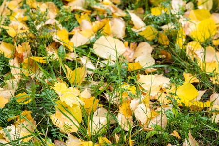 texture autumn leaves. Abstract background of autumn leaves. Autumn background. Colorful autumn leaves.の写真素材
