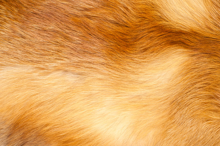 Textures red fox fur. Red fox shaggy fur texture cloth abstract, furry rusty texture plain surface,...