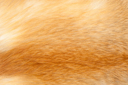 Textures red fox fur. Red fox shaggy fur texture cloth abstract, furry rusty texture plain surface,...