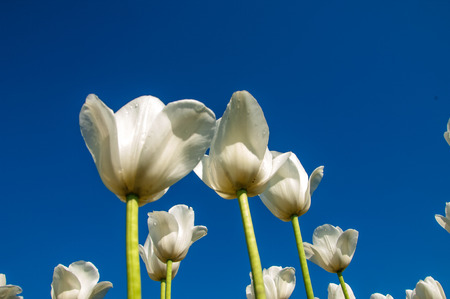Tulips. Bulbous plant seeds. lily flowers with large, cup-shaped.  Beautiful bouquet of tulips. colorful tulips. tulips in spring.の写真素材