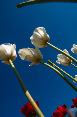 Tulips. Bulbous plant seeds. lily flowers with large, cup-shaped.  Beautiful bouquet of tulips. colorful tulips. tulips in spring.の写真素材