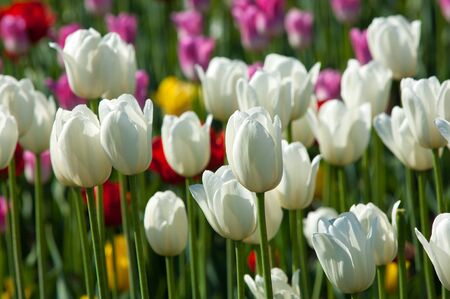 Tulips. Bulbous plant seeds. lily flowers with large, cup-shaped.  Beautiful bouquet of tulips. colorful tulips. tulips in spring.の写真素材