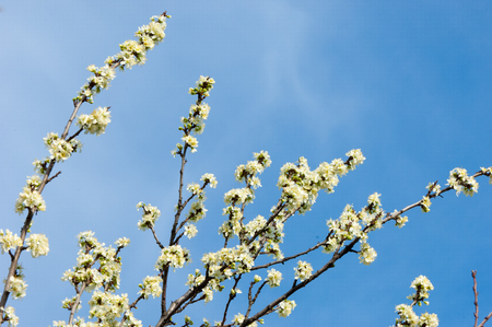 Malus, Crabapple,  Wild apple . For the cultivated fruit, Apple. The other species are generally known as crabapples, crab apples, crabs, or wild apples.の写真素材