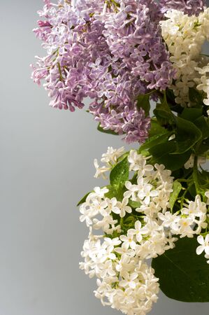 Lilac flowers.  Large garden shrub with purple or white fragrant flowers.の写真素材