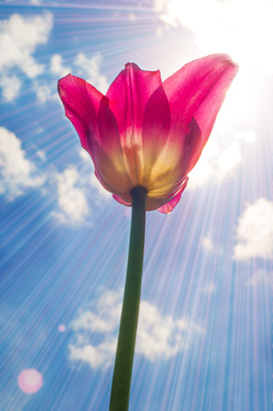 Tulip. a bulbous spring-flowering plant of the lily family, with boldly colored cup-shaped flowers.の写真素材