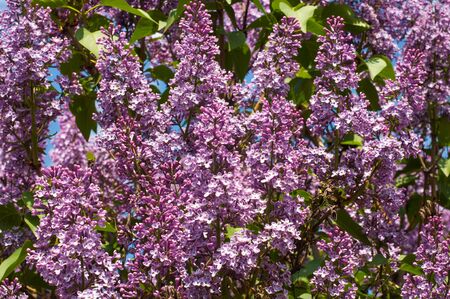 Lilac flowers.  Large garden shrub with purple or white fragrant flowers.の写真素材