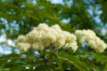Flowers rowan. lowering rowan in spring time. White flowers of the rowan tree.の写真素材