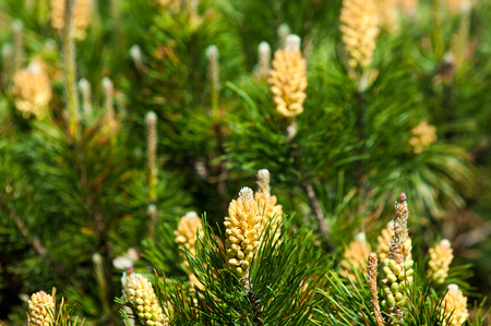 Young shoots of pine. Young shoots on the branches of pine. Young shoots of pine trees in the forest spring. bud pollination pinecone, vertical shootの写真素材