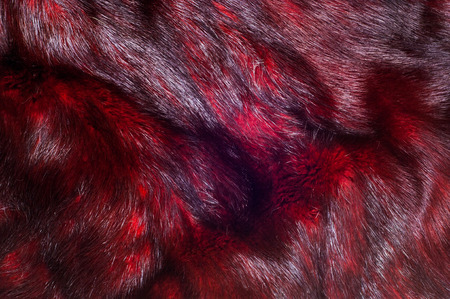 Mink fur animal cherry blossoms. a small, semiaquatic, stoatlike carnivore native to North America and Eurasia. The American mink is widely farmed for its fur,の写真素材