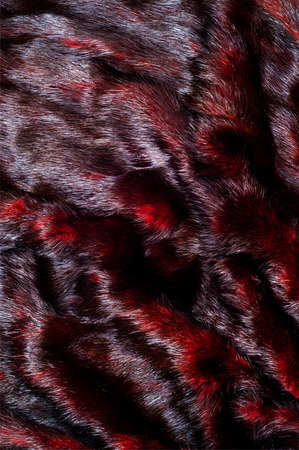 Mink fur animal cherry blossoms. a small, semiaquatic, stoatlike carnivore native to North America and Eurasia. The American mink is widely farmed for its fur,の写真素材