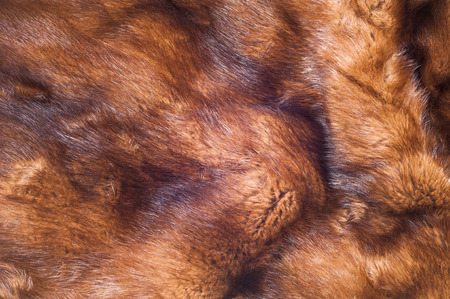 Mink fur animal . a small, semiaquatic, stoatlike carnivore native to North America and Eurasia. The...