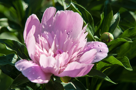 Peony flower. Closeup Pink Peonies Flowers.の写真素材