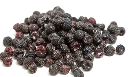 Black raspberries. Black raspberry isolated on white as package design element. Sort Cumberlandの写真素材