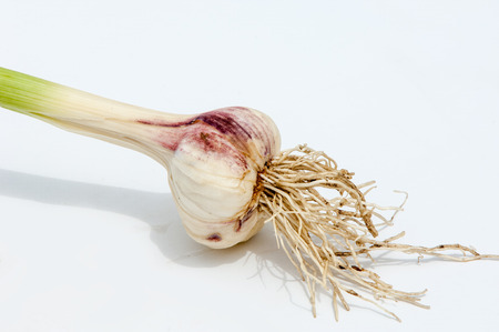 garlic.Garlic is not ripened on the stem of the leaf. a strong-smelling pungent-tasting bulb, used as a flavoring in cooking and in herbal medicine.の写真素材