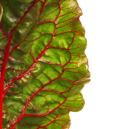 Beet leaf texture.  Leaf beet vitamin pantry. Ingredient for salad