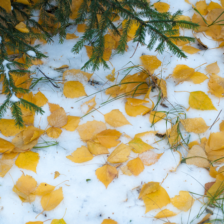 Leaves autumn snow. texture. The first fall of snow. Yellow birch leaves in the snowの写真素材