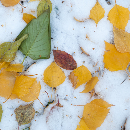 Leaves autumn snow. texture. The first fall of snow. Yellow birch leaves in the snowの写真素材