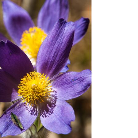 pasque flower, Pulsatilla patens. Pasqueflowers (Pulsatilla patens) on the field with grass. pasque flower.の写真素材