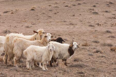 a group of goatの写真素材