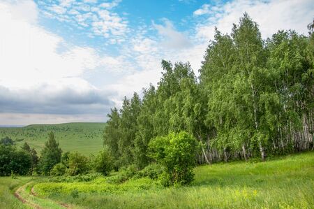 Summer Meadow. young trees. birch and pine. blue skyの写真素材