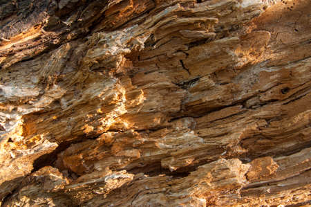 The texture of old wood background. closeup of old wood planks texture background