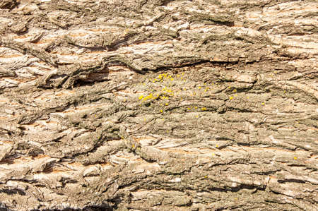texture of tree bark. background, bark of the tree,