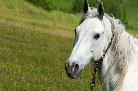 Horse grazes on a green lawnの写真素材