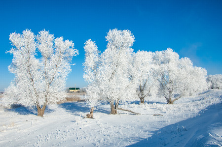 The winter sun frost. cold. a deposit of small white ice crystals formed on the ground or other surfaces when the temperature falls below freezing.の写真素材