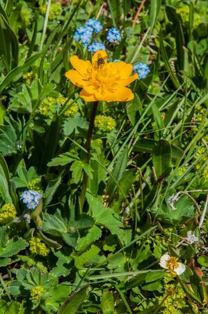 Yellow poppies. mountain, mount, hill. Kazakhstan. Tien Shan. Assy plateauの写真素材