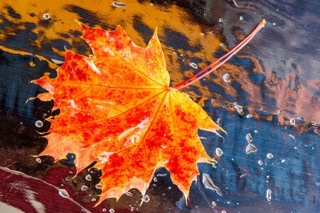 Texture, background. Autumn maple leavesの写真素材