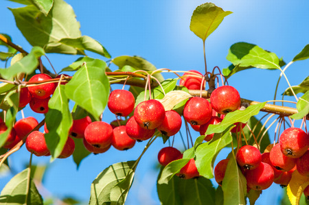 Crab apple is a genus of about 30 to 55 species of small deciduous apple trees or shrubs in the family Rosaceaeの写真素材