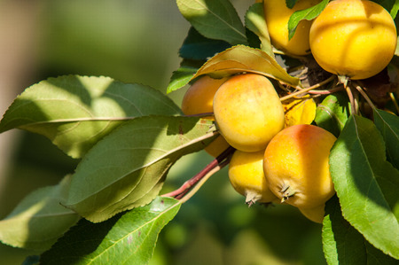 Crab apple is a genus of about 30 to 55 species of small deciduous apple trees or shrubs in the family Rosaceaeの写真素材