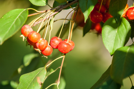 Crabapple is a genus of about 30 to 55 species of small deciduous apple trees or shrubs in the family Rosaceaeの写真素材