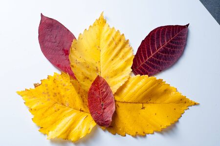 Texture, background. autumn leaves