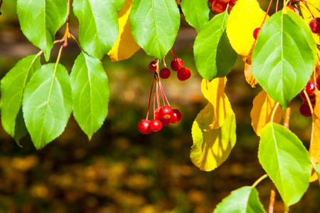 Texture, background. Autumn small red apples