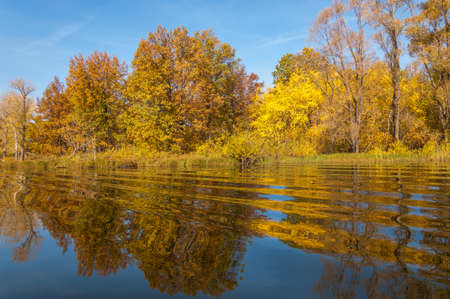 Fall River, reflected in the water autumn trees. Autumn trees in goldの写真素材