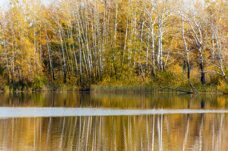 Fall River, reflected in the water autumn trees. Autumn trees in goldの写真素材