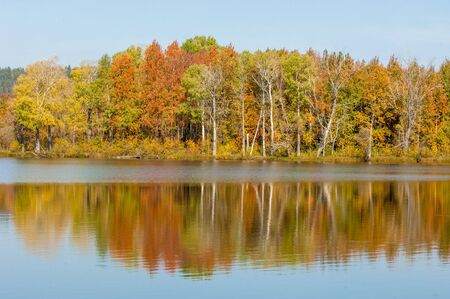 Fall River, reflected in the water autumn trees. Autumn trees in gold