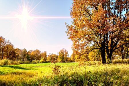 Autumn landscape. Big autumn oak with red leaves on a blue sky background.の写真素材