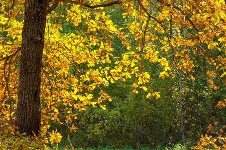 Fall landscape. Beautiful autumn forest in the national park " Sokolki Tatarstan Russia "の写真素材
