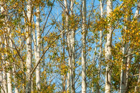 Texture, background. Aspen tree, the top of the tree, the tree crown in the fall