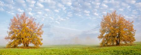 Autumn landscape. Big autumn oak with red leaves on a blue sky background.の写真素材