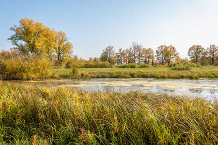 autumn mixed forest of oaks lake. background texture of yellow leaves autumn leafの写真素材