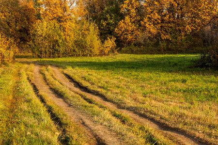 The road in the autumn, in the oak forestの写真素材