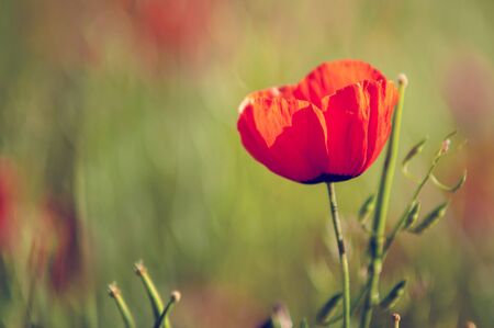 poppies blooming in the meadowの写真素材